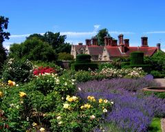 Tapeta Nature Flowers 554.jpg